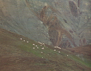 Herd of Dall Sheep Ewes and Lambs, North Slope, Alaska Range